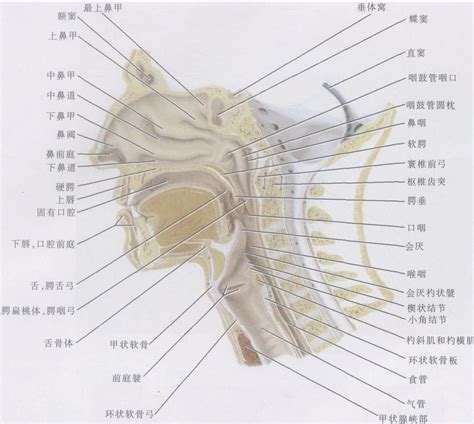 咽門|咽门